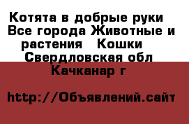 Котята в добрые руки - Все города Животные и растения » Кошки   . Свердловская обл.,Качканар г.